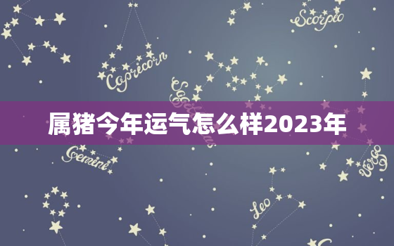 属猪今年运气怎么样2023年，属猪运势2023年运势如何