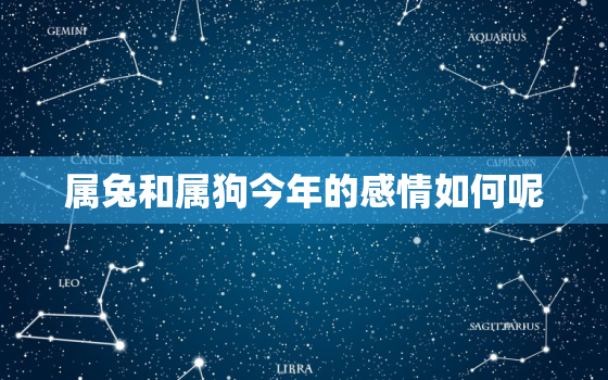 属兔和属狗今年的感情如何呢，属兔的人和属狗的人相差几岁