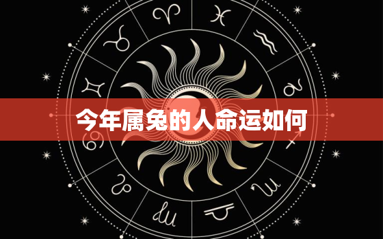 今年属兔的人命运如何，今年属兔的命运怎么样