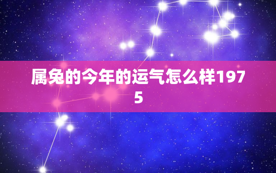 属兔的今年的运气怎么样1975，2021属兔人的全年运势如何1975