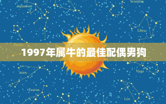 1997年属牛的最佳配偶男狗，1997年属牛的最佳配偶男狗是什么